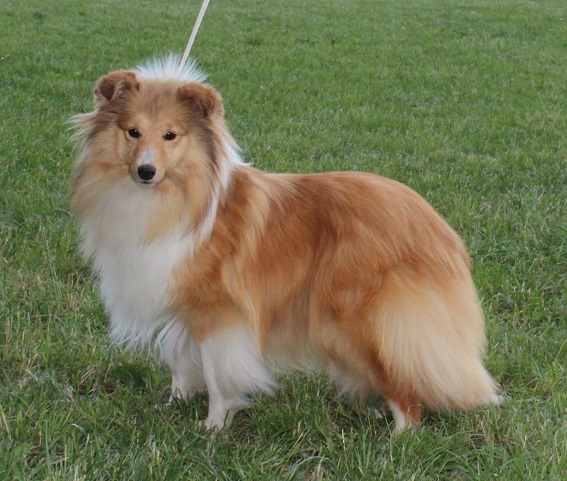 Naomi Gold Modrý dukát